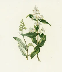 Liguster, Ligustrum Vulgare